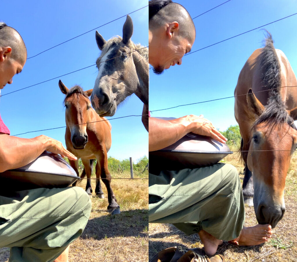 北海道馬牧場。馬たちもハンドパンの音に興味津々！